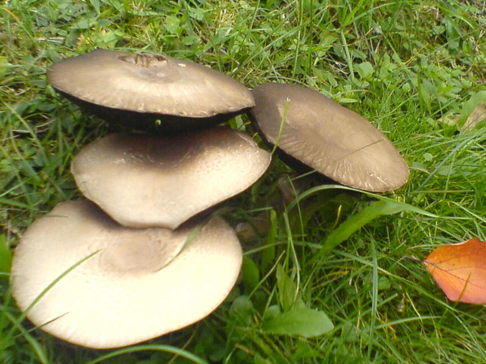 DSC00057.JPG