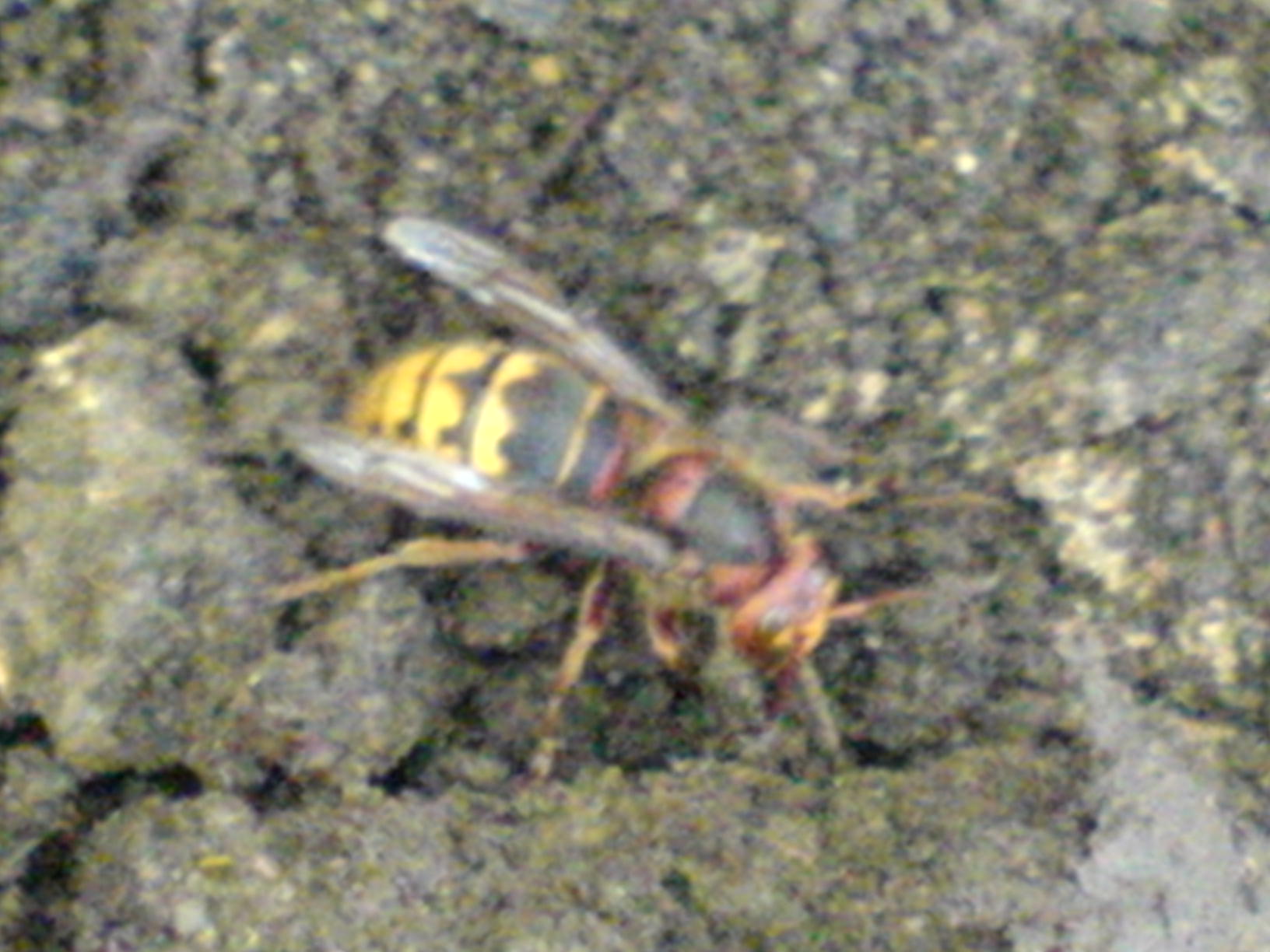 DSC00135.JPG