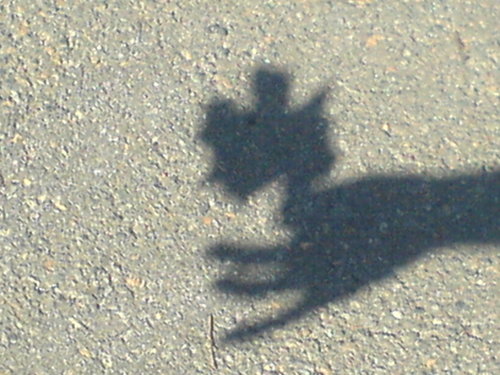 DSC00142.JPG