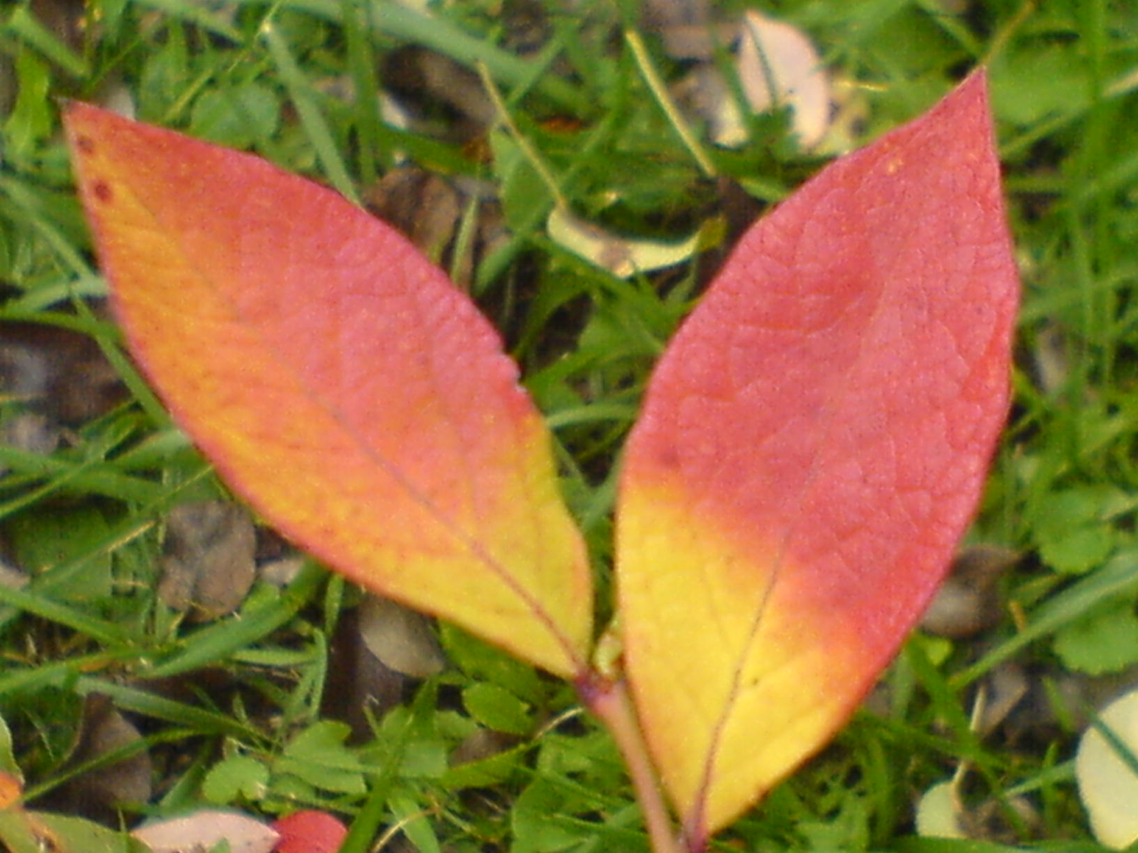 DSC00055.JPG